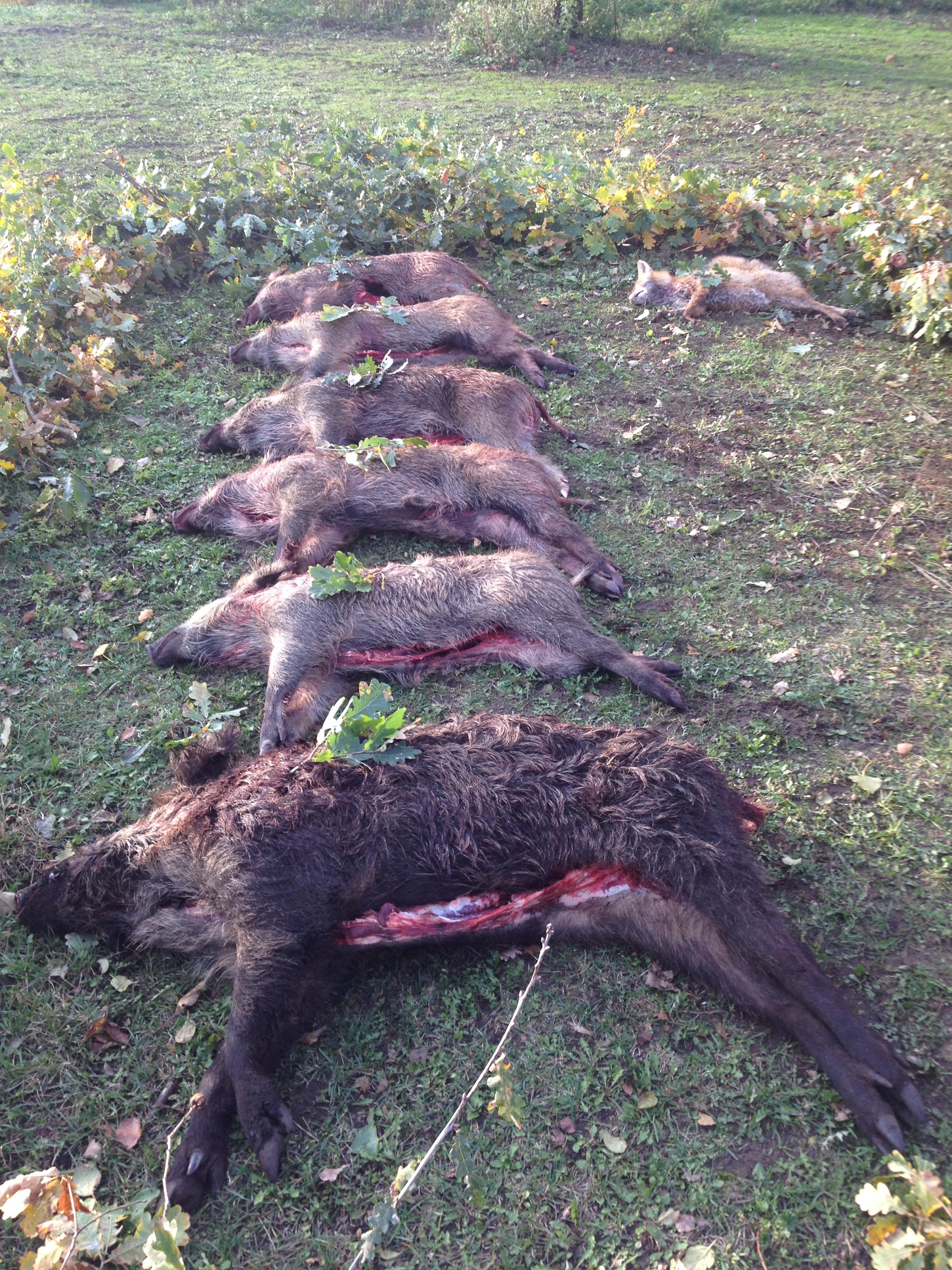 Name:  DrivenHunt.jpg
Views: 400
Size:  2.46 MB