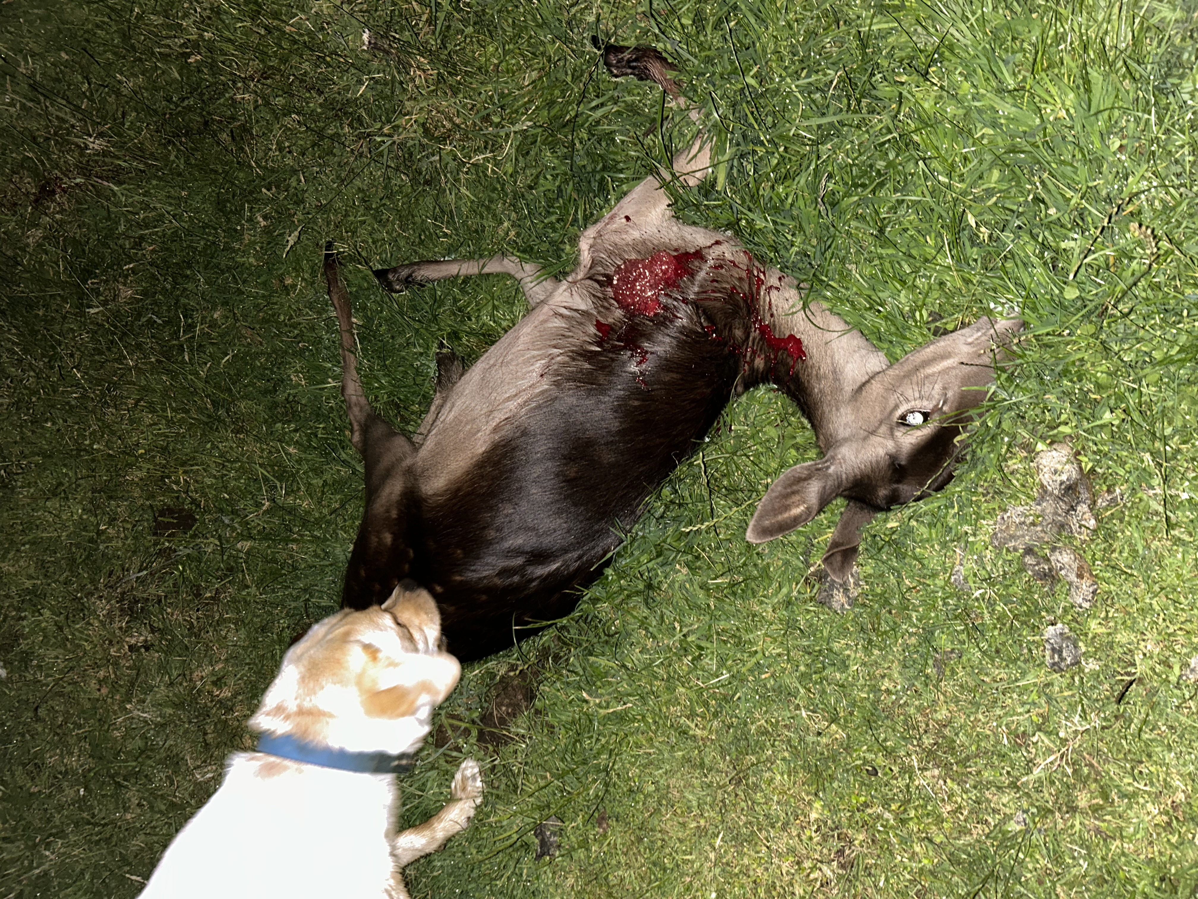 Name:  IMG_1774.jpeg
Views: 445
Size:  3.96 MB