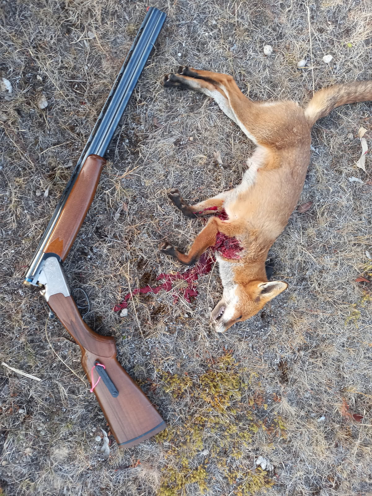 Name:  Fox 4 yards7.jpg
Views: 153
Size:  642.4 KB