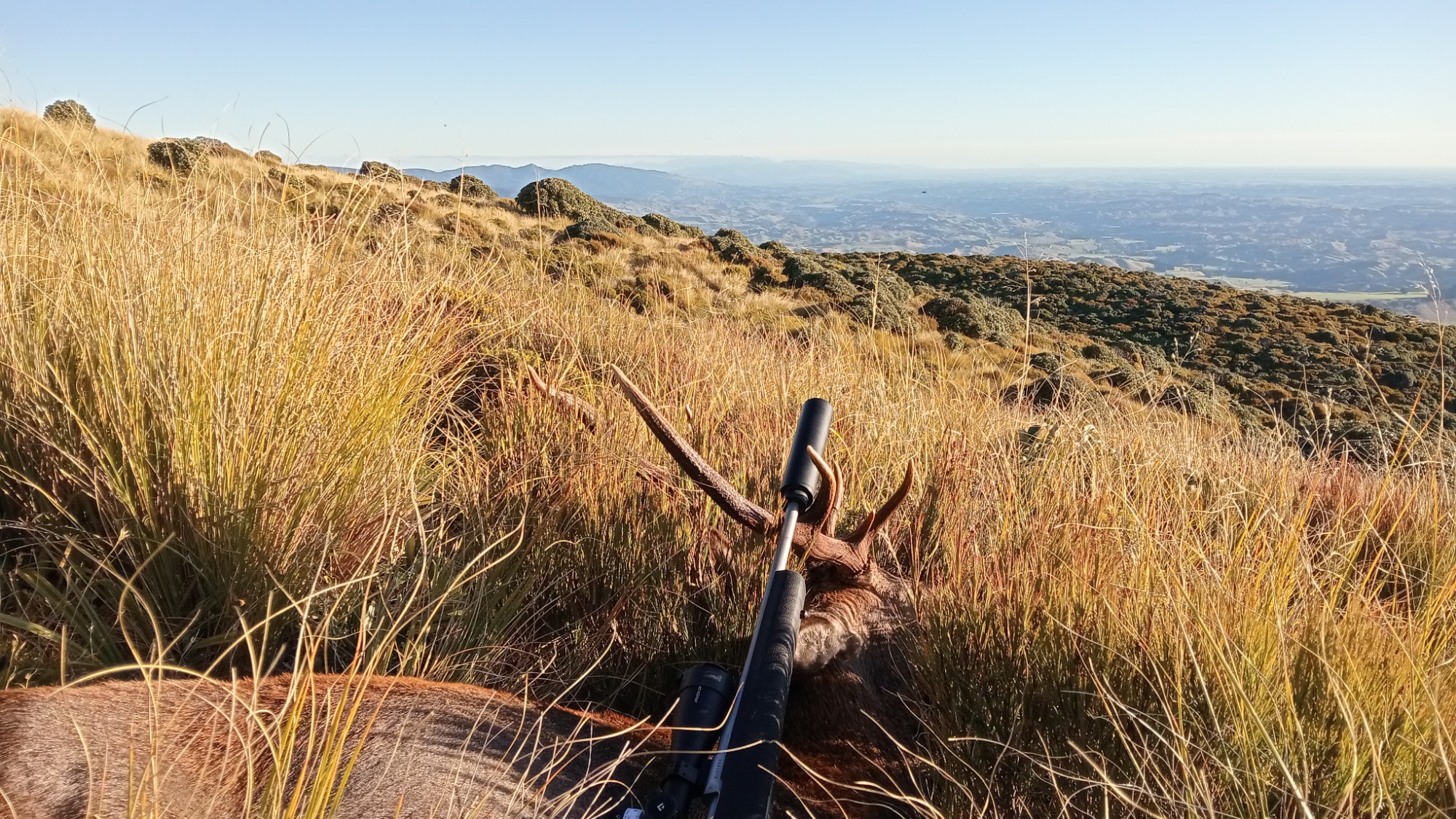 Name:  Stag.jpg
Views: 375
Size:  856.2 KB