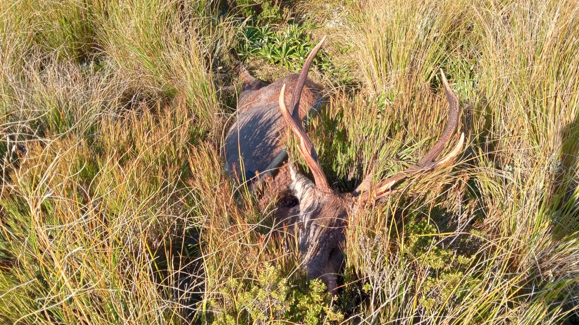 Name:  Stag 2.jpg
Views: 378
Size:  1.08 MB