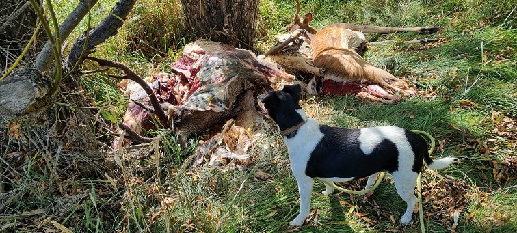 Name:  Dumped Sika Stags.jpg
Views: 243
Size:  230.2 KB