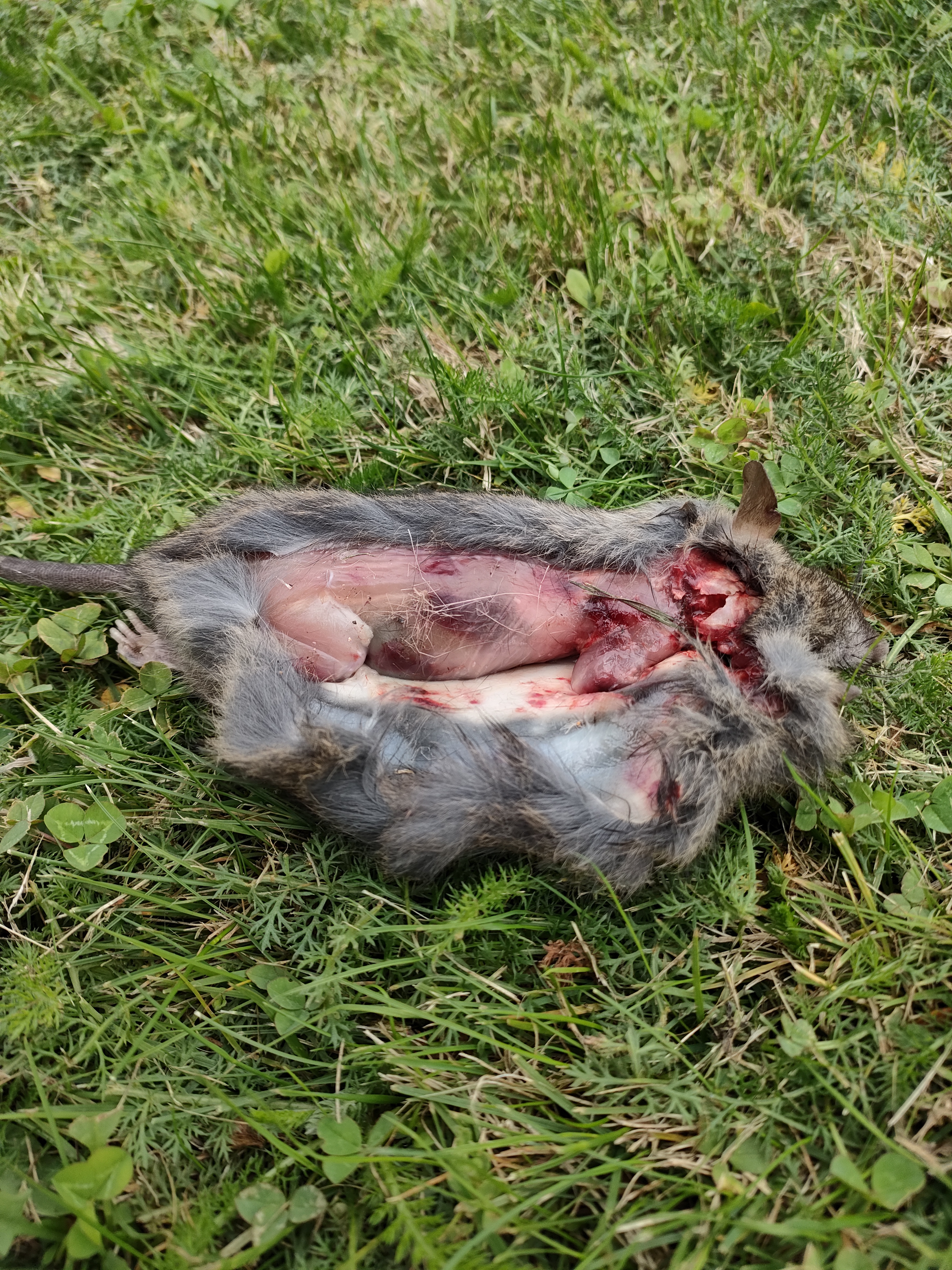 Name:  Shot rat.jpg
Views: 484
Size:  6.61 MB