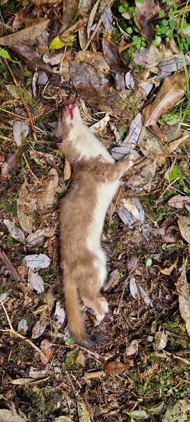 Name:  30 Stoat, Raparapawai Stream, Ruahine's.jpg
Views: 86
Size:  159.6 KB