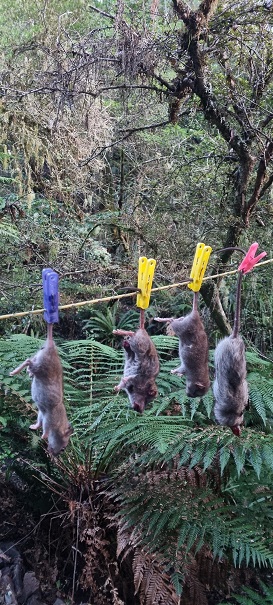 Name:  Rats 1.jpg
Views: 85
Size:  149.2 KB