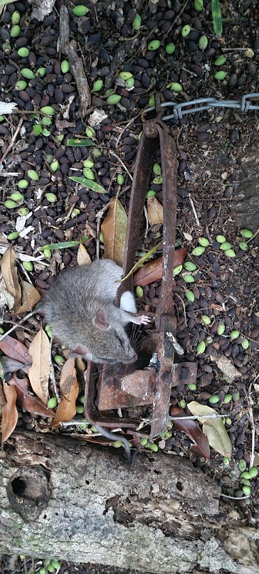 Name:  Rats 2.jpg
Views: 85
Size:  233.9 KB