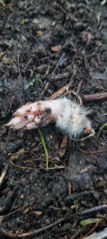 Name:  40 Rat Paw.jpg
Views: 49
Size:  168.6 KB