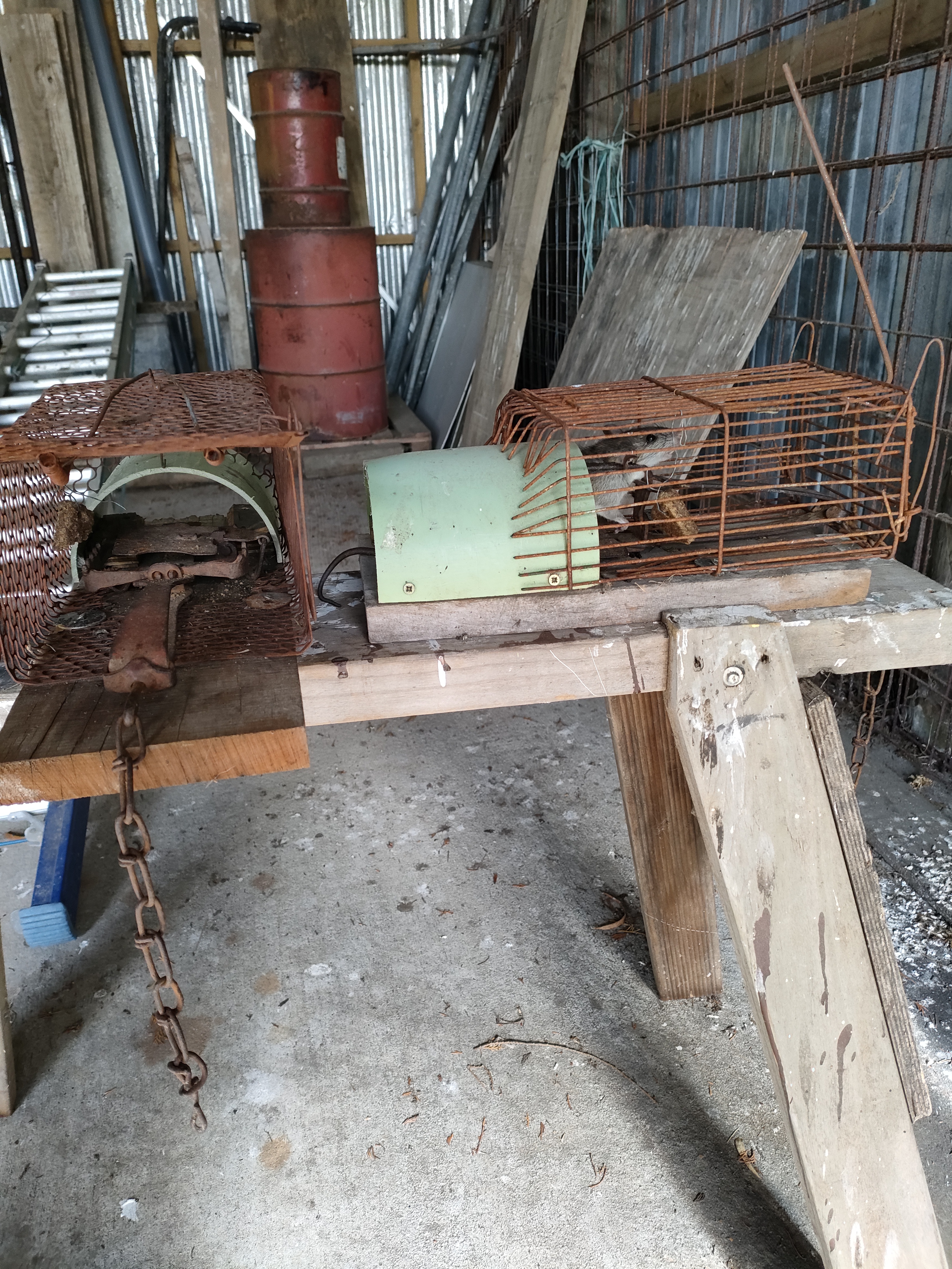Name:  Rat stoat traps.jpg
Views: 79
Size:  6.07 MB