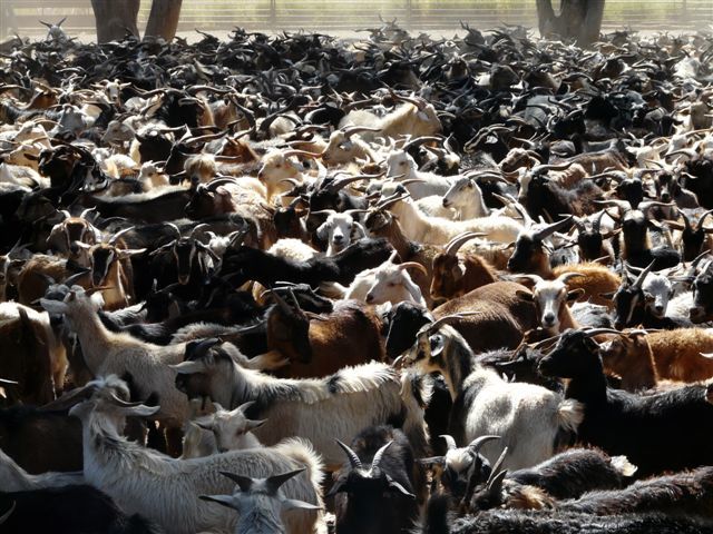 Name:  tomoo- goats.jpg
Views: 754
Size:  95.1 KB