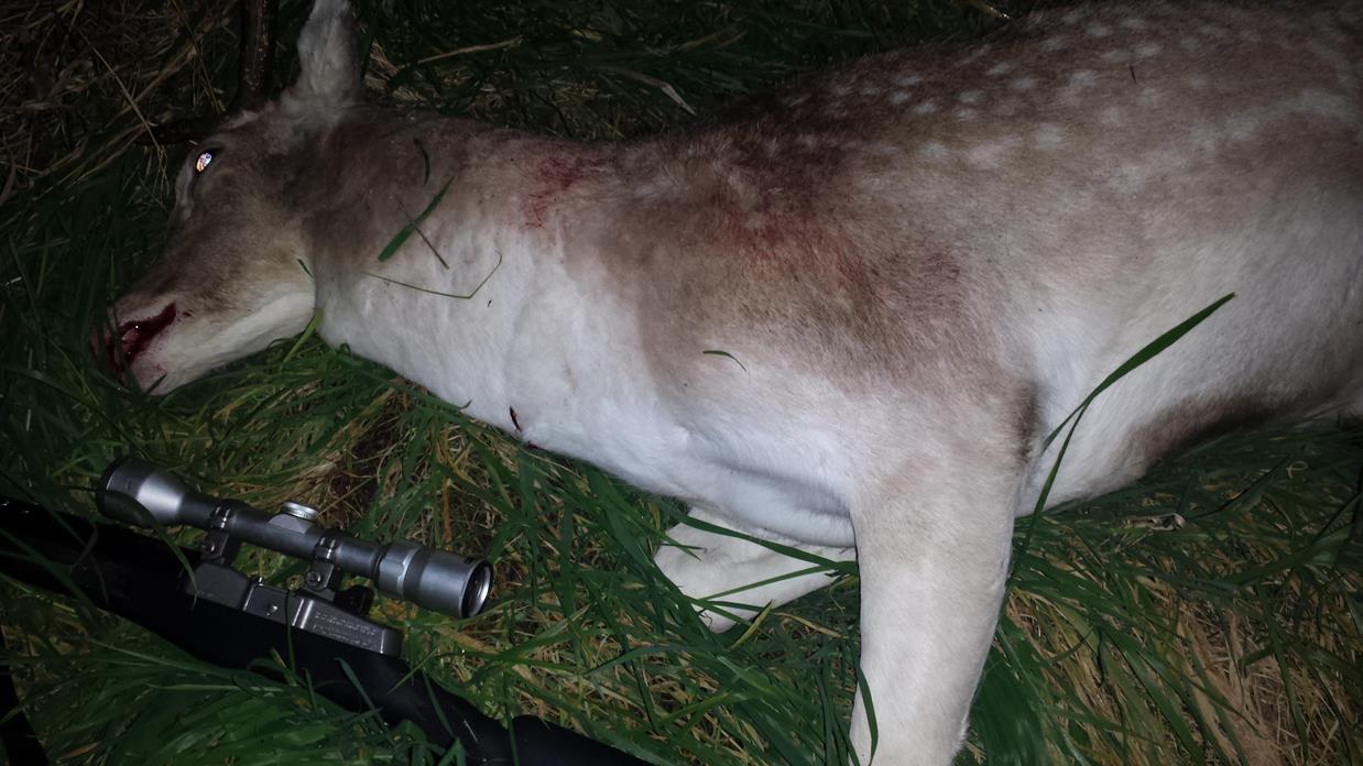 Name:  deer1 (Copy).jpg
Views: 500
Size:  148.7 KB