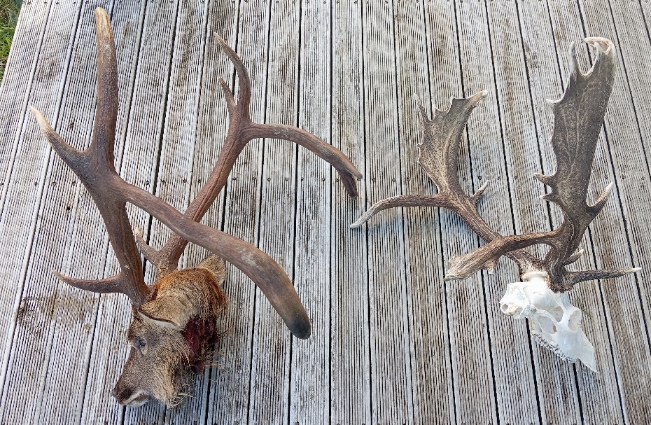 Name:  Sika 4.jpg
Views: 376
Size:  395.9 KB