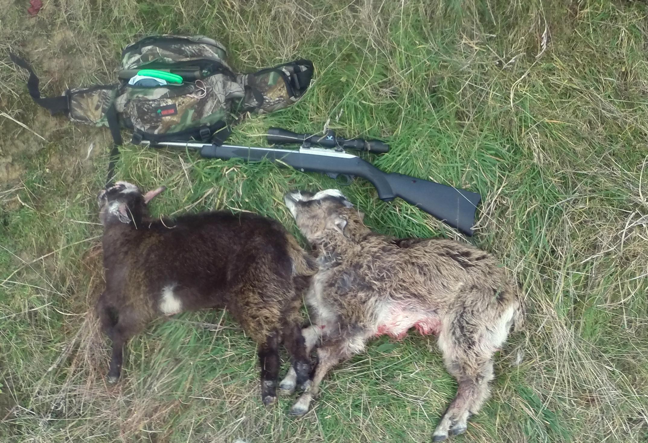 Name:  TWO goats make ONE mean Goat curry.jpg
Views: 550
Size:  585.9 KB