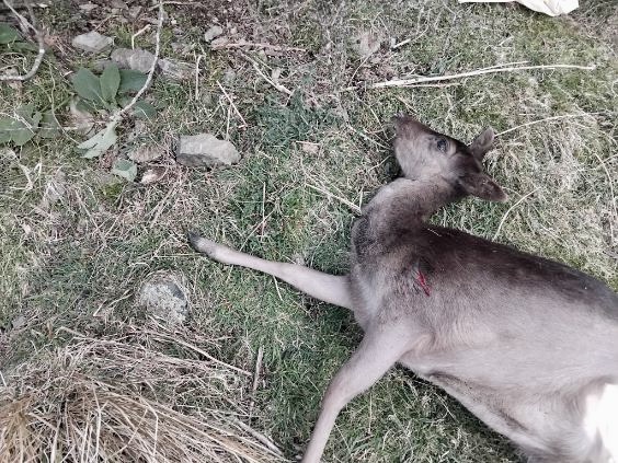 Name:  imagejpeg_4.JPG
Views: 206
Size:  152.2 KB