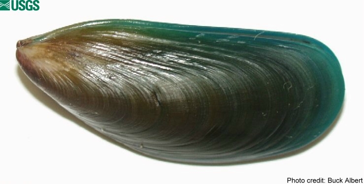 Name:  gm_mussel_1a.jpg
Views: 549
Size:  79.1 KB
