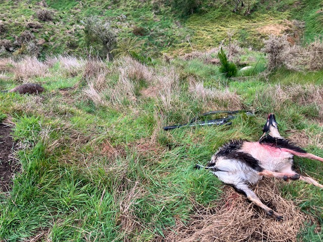 Name:  image1 (15).jpeg
Views: 1298
Size:  194.2 KB