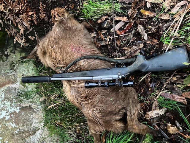 Name:  goat 234.jpeg
Views: 505
Size:  182.3 KB