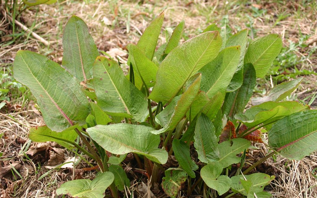 Name:  1024px-Rumex-obtusifolius-foliage.jpg
Views: 491
Size:  163.2 KB