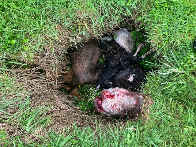 Name:  image2 (6).jpeg
Views: 343
Size:  212.9 KB