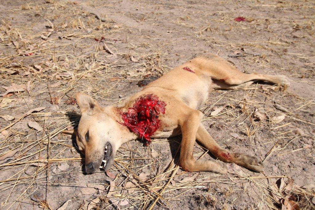Name:  2014 NT Hunt 026.jpg
Views: 666
Size:  198.0 KB