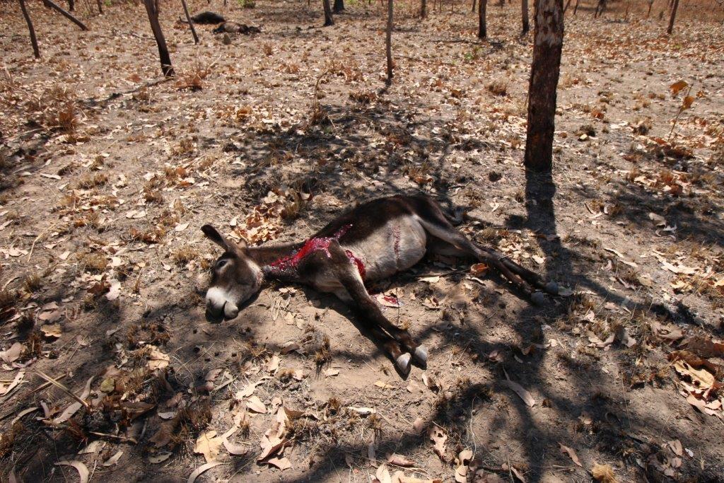 Name:  2014 NT Hunt 016.jpg
Views: 461
Size:  223.8 KB