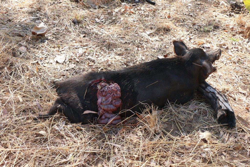 Name:  2014 NT Hunt 046.jpg
Views: 400
Size:  247.0 KB