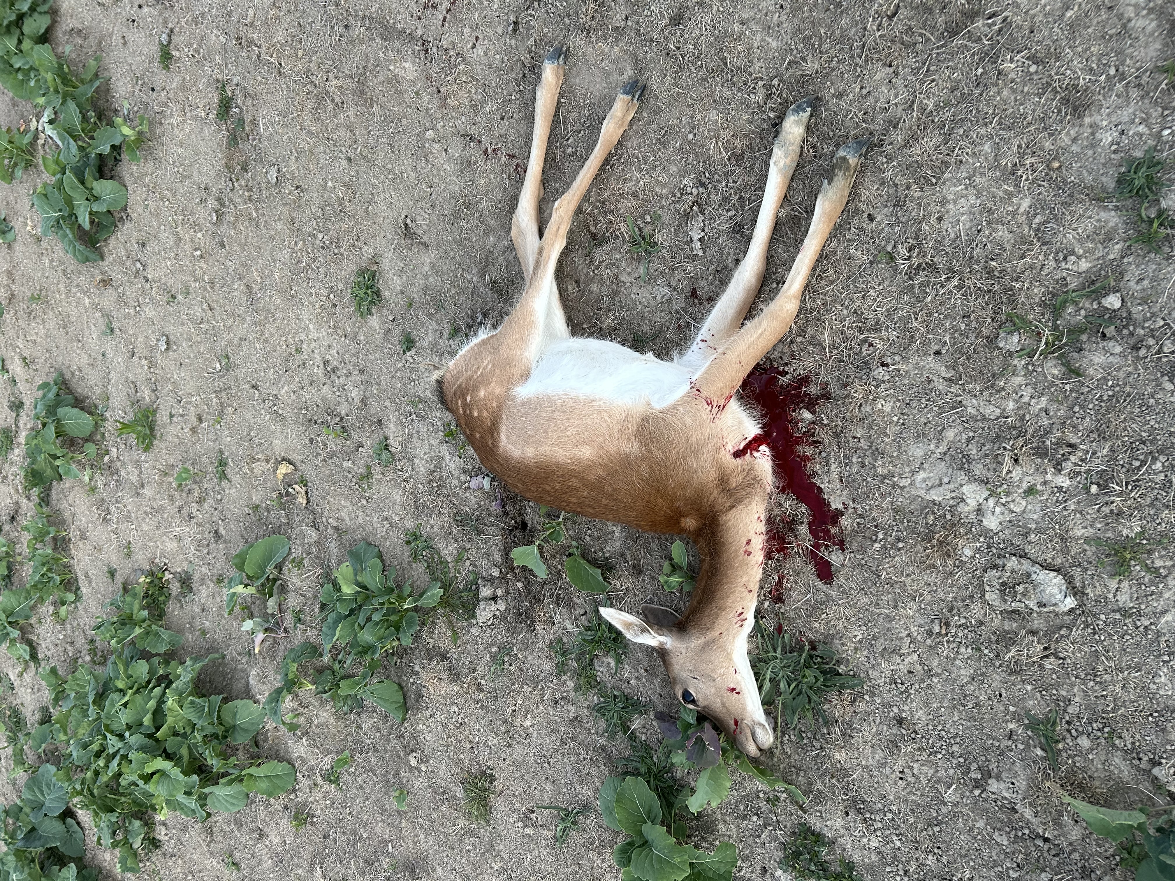 Name:  IMG_4942.jpeg
Views: 132
Size:  6.56 MB