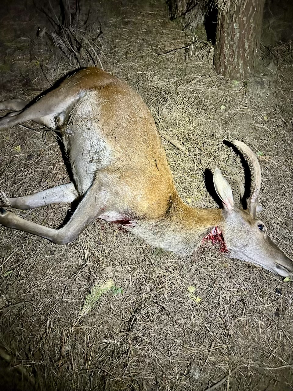 Name:  IMG_4953.jpeg
Views: 378
Size:  766.1 KB