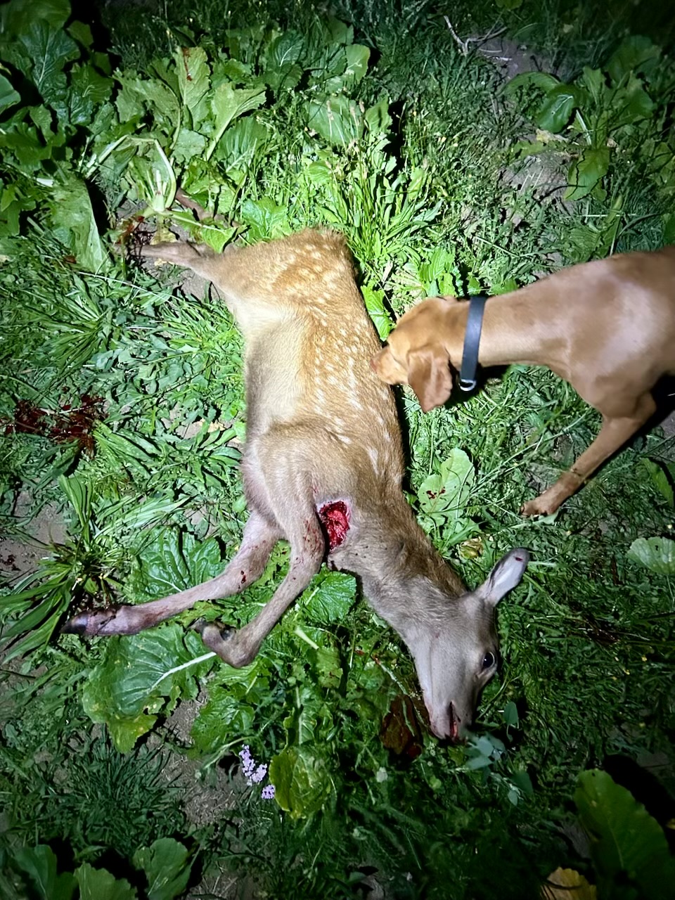 Name:  IMG_4950.jpeg
Views: 381
Size:  623.0 KB