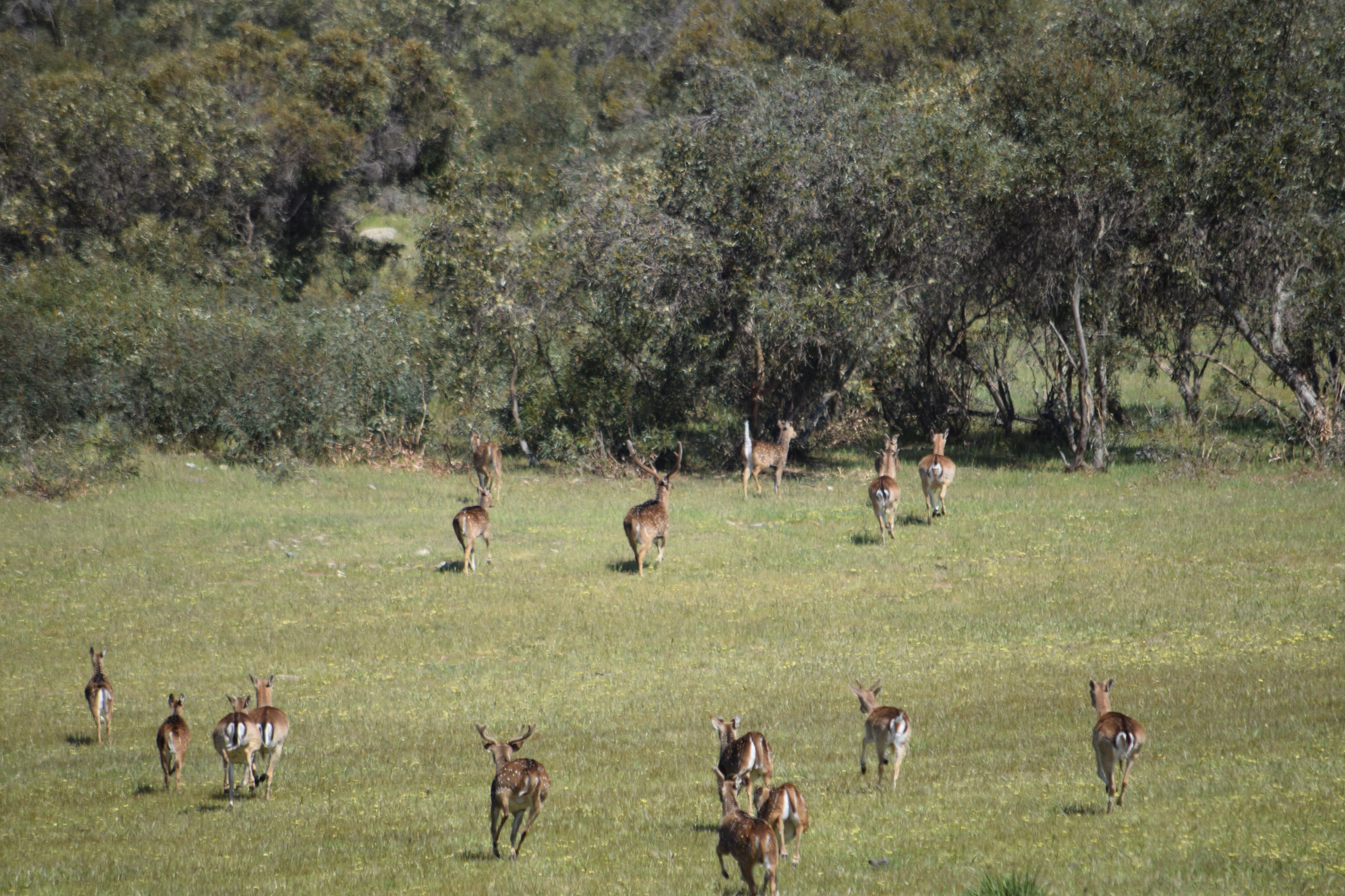 Name:  big boy chital.jpg
Views: 430
Size:  1.19 MB