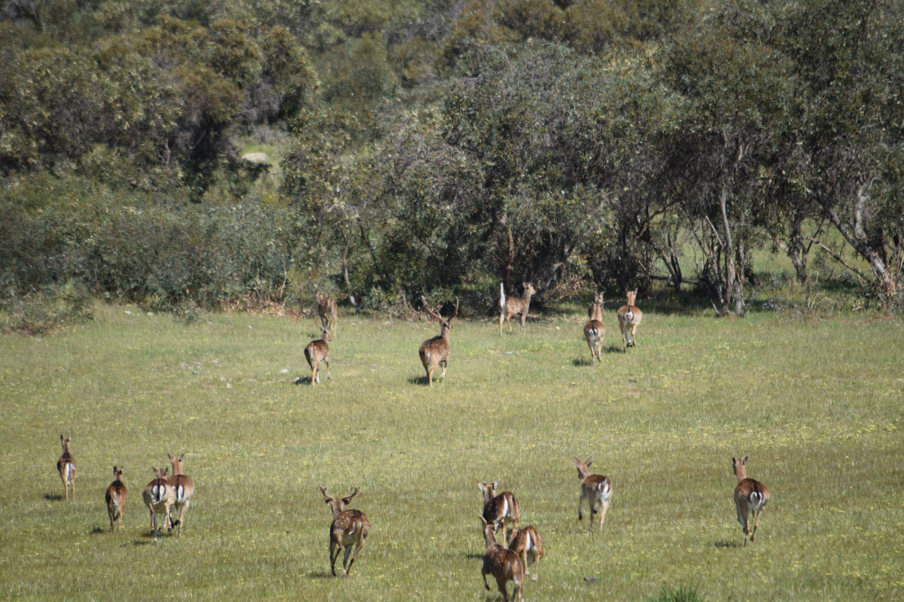 Name:  big boy chital.jpg
Views: 404
Size:  1.19 MB