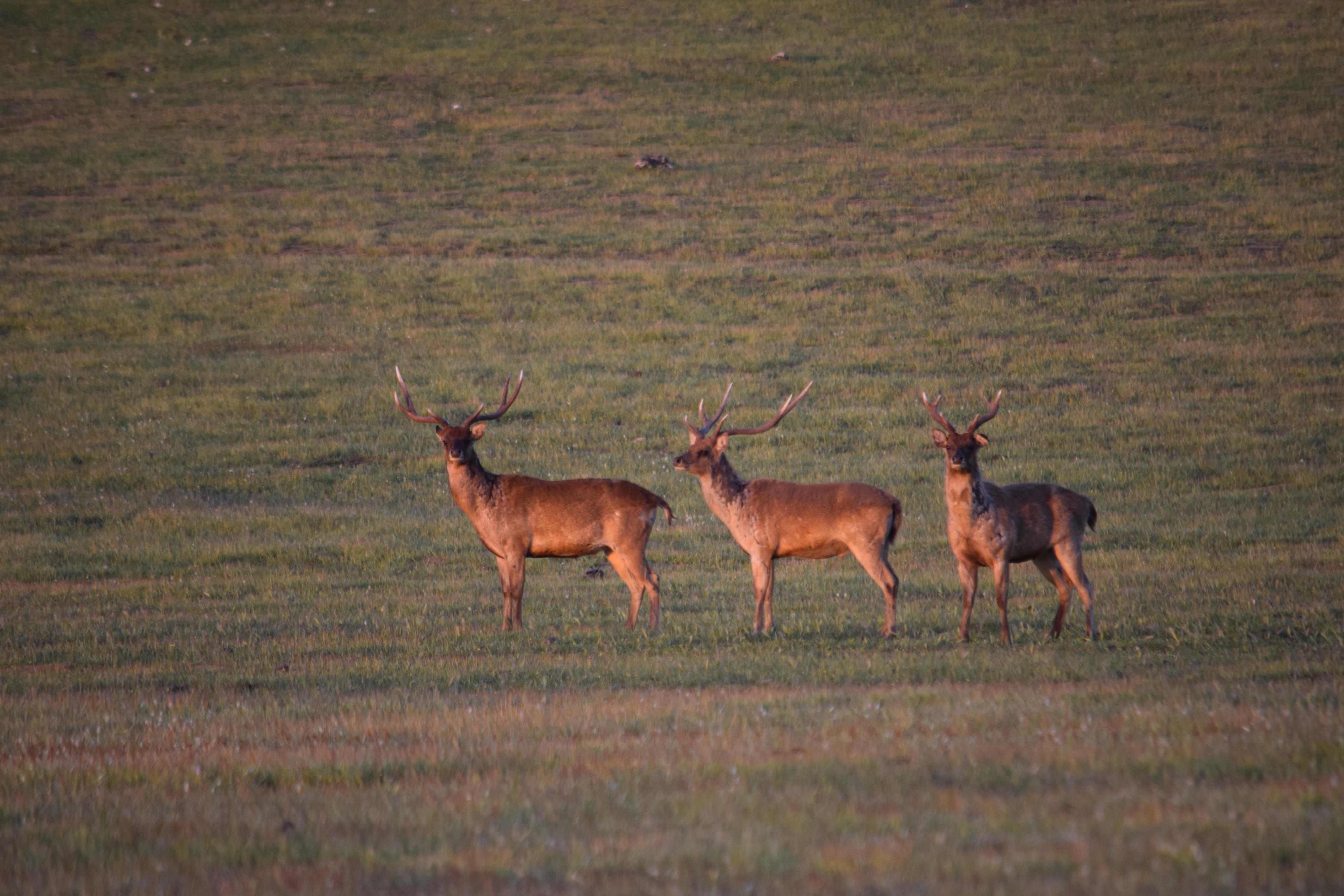 Name:  Couple of nice Rusa.jpg
Views: 454
Size:  1.02 MB