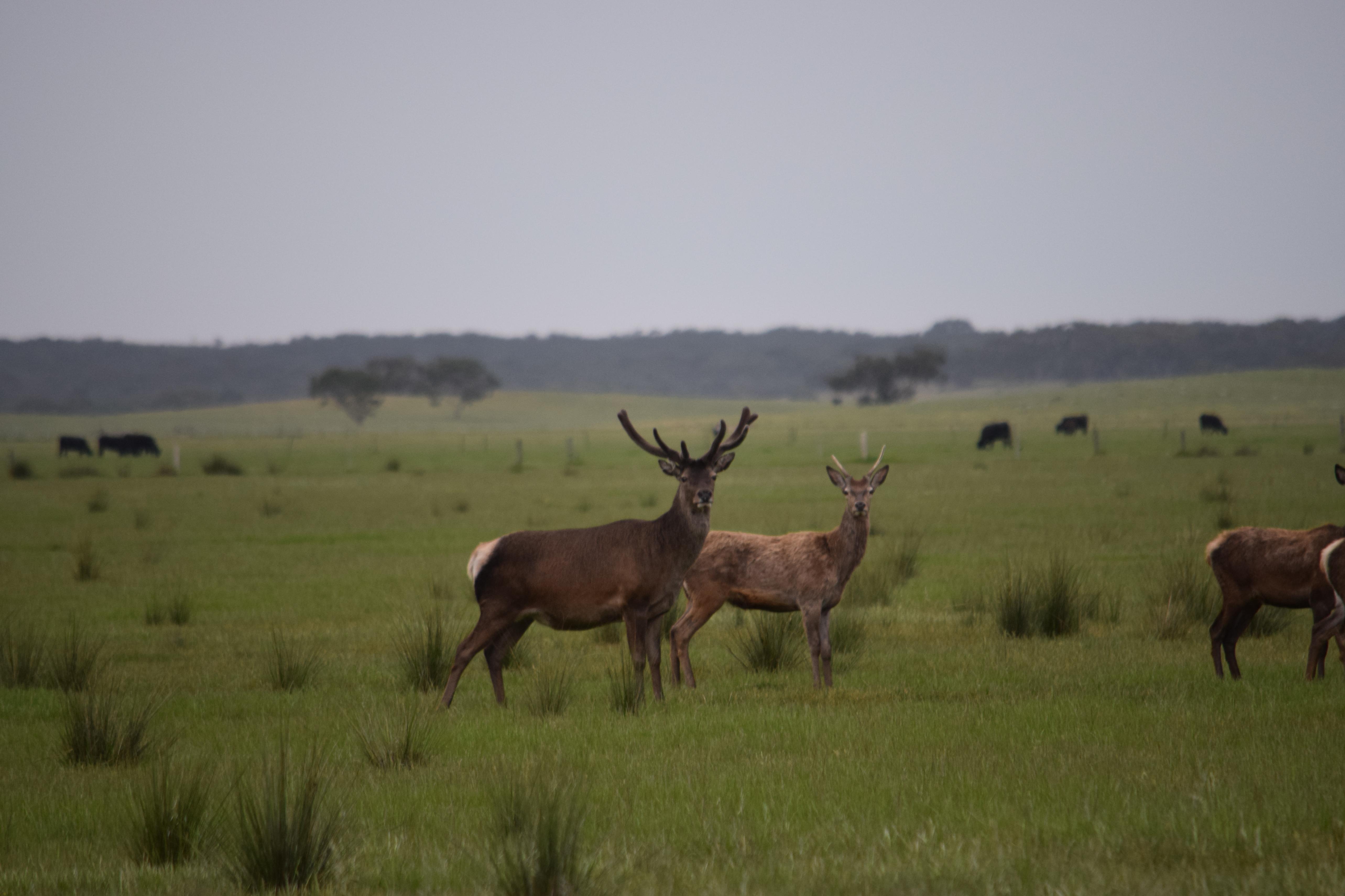 Name:  Good stag for 2015.jpg
Views: 418
Size:  962.1 KB