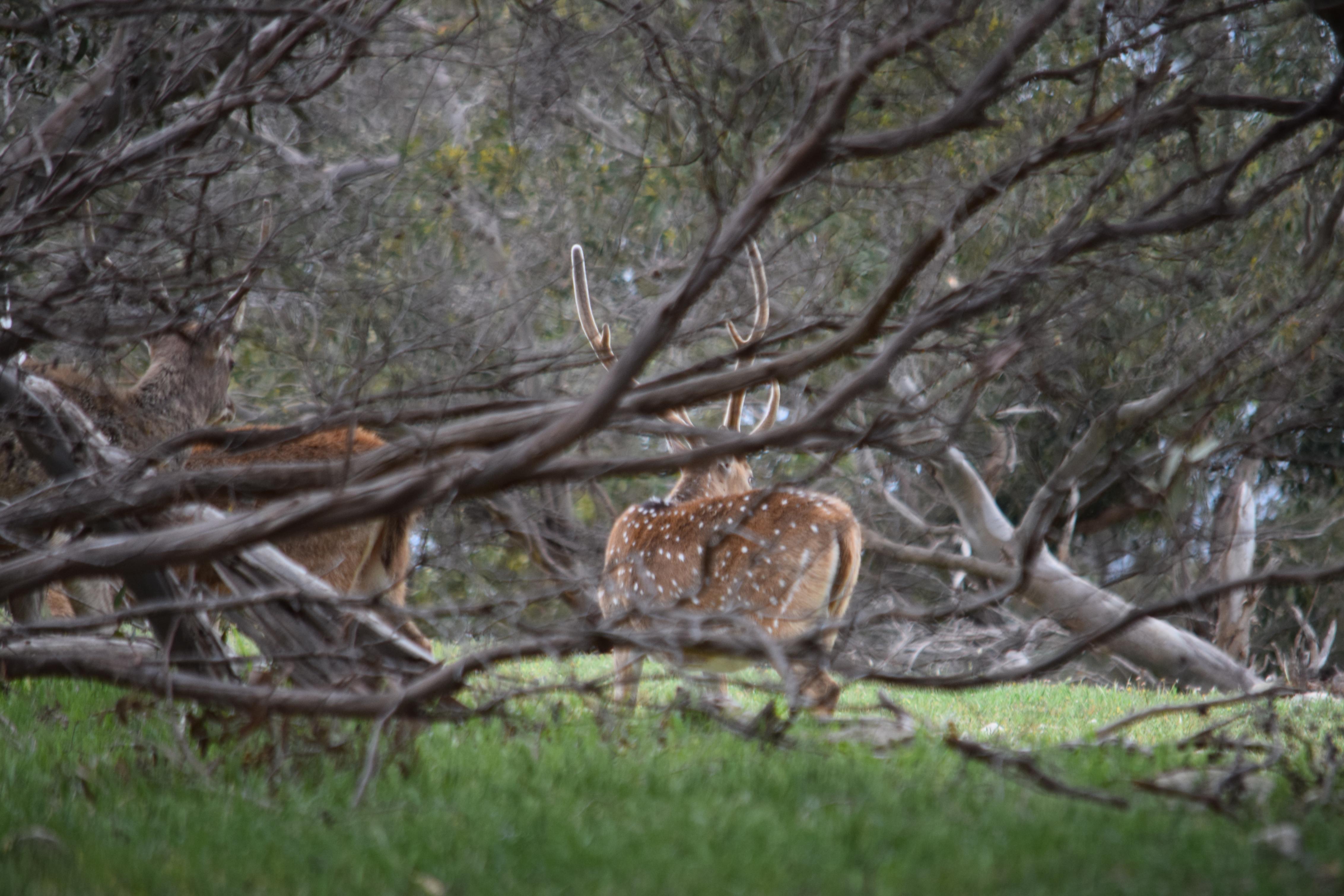 Name:  Nice chital.jpg
Views: 392
Size:  1,020.1 KB
