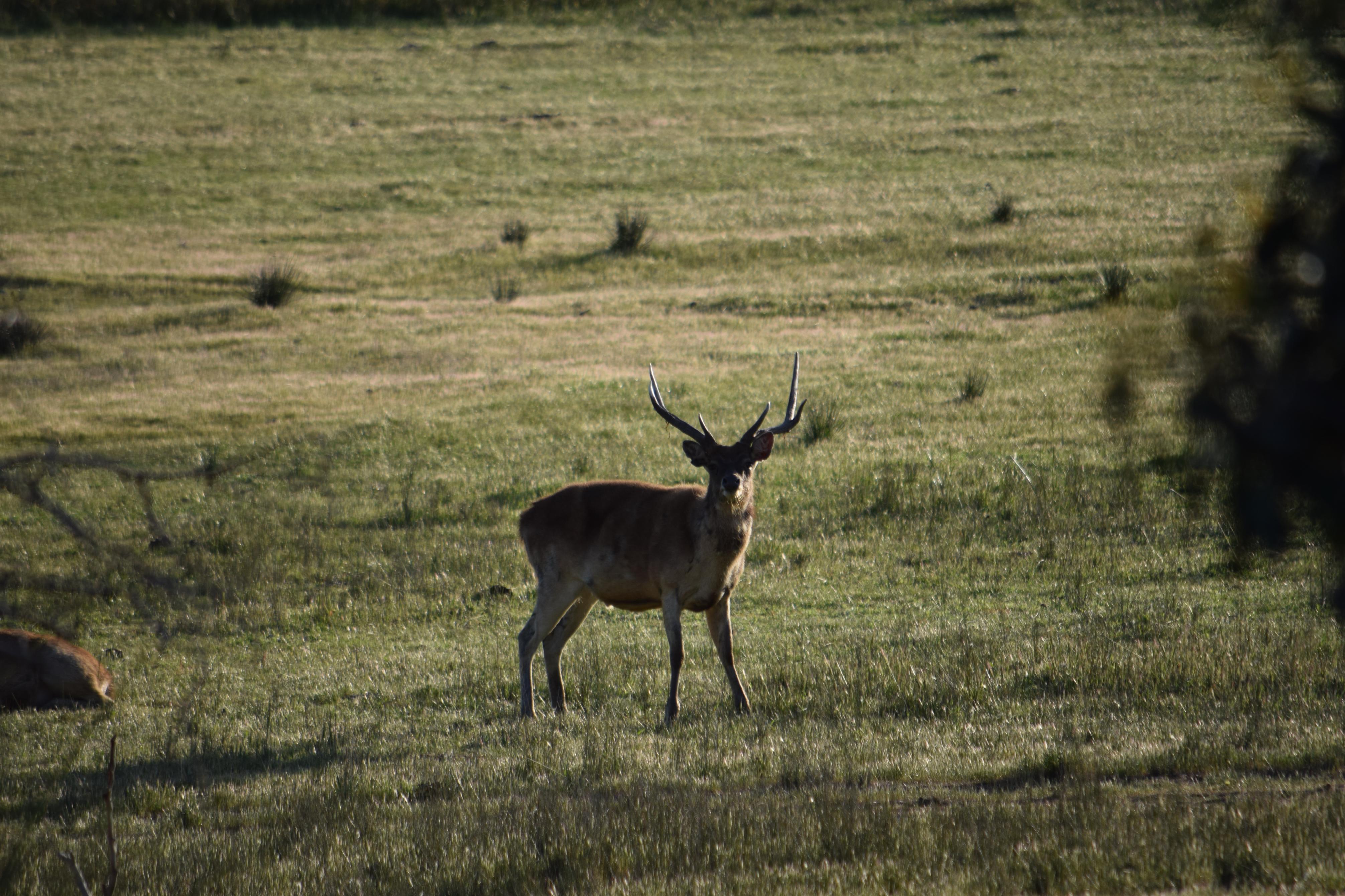 Name:  Rusa stag.jpg
Views: 394
Size:  1.13 MB