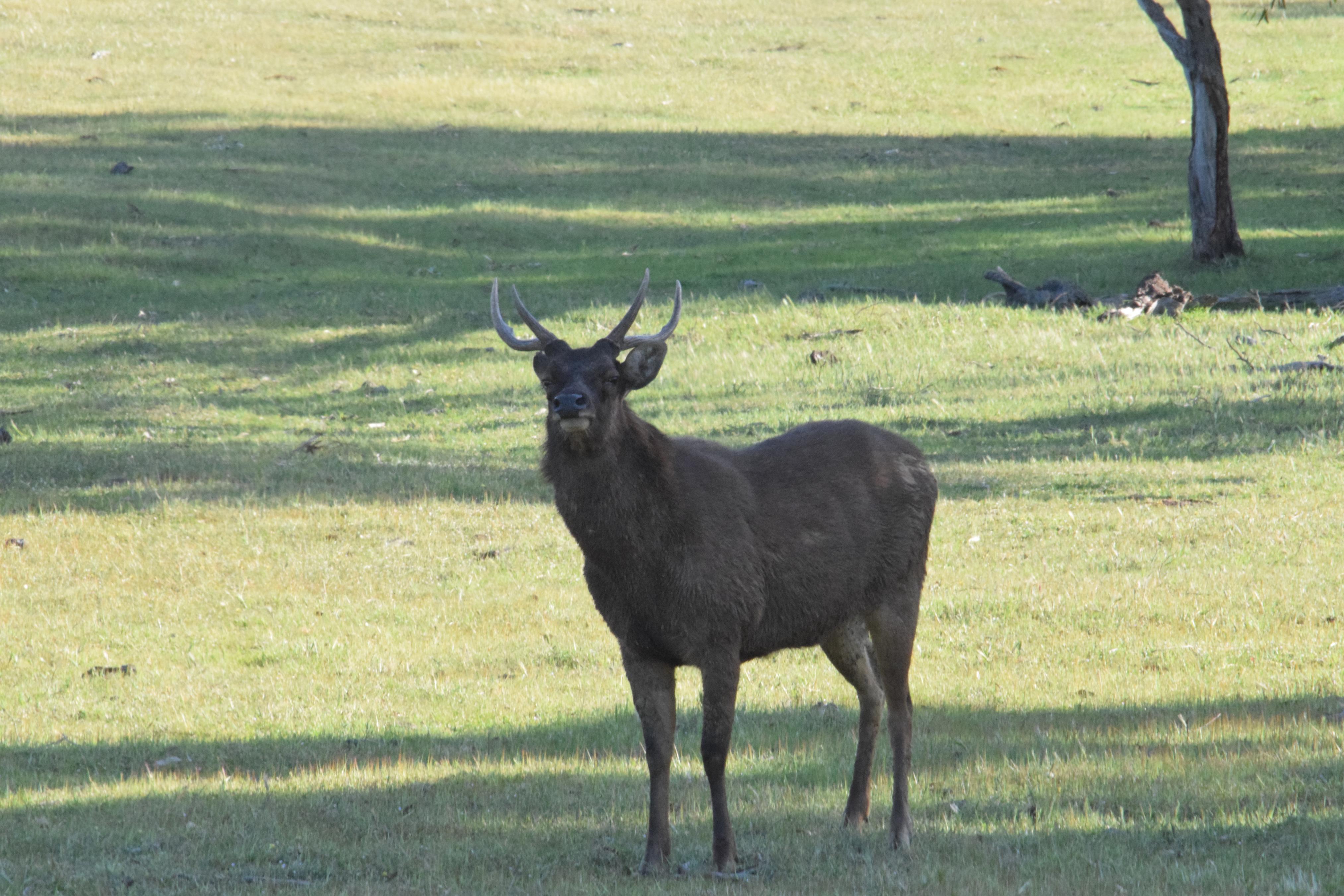 Name:  Young sambar stag.jpg
Views: 385
Size:  1.06 MB