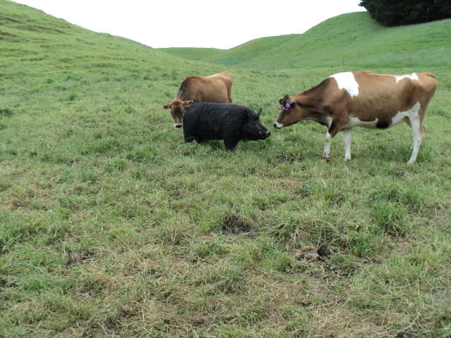 Name:  picture 2477.jpg
Views: 695
Size:  164.3 KB