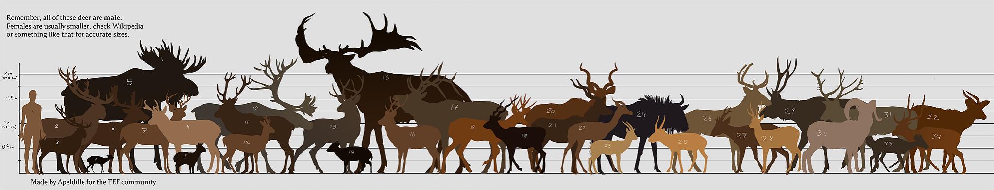 Deer Size Comparison Chart