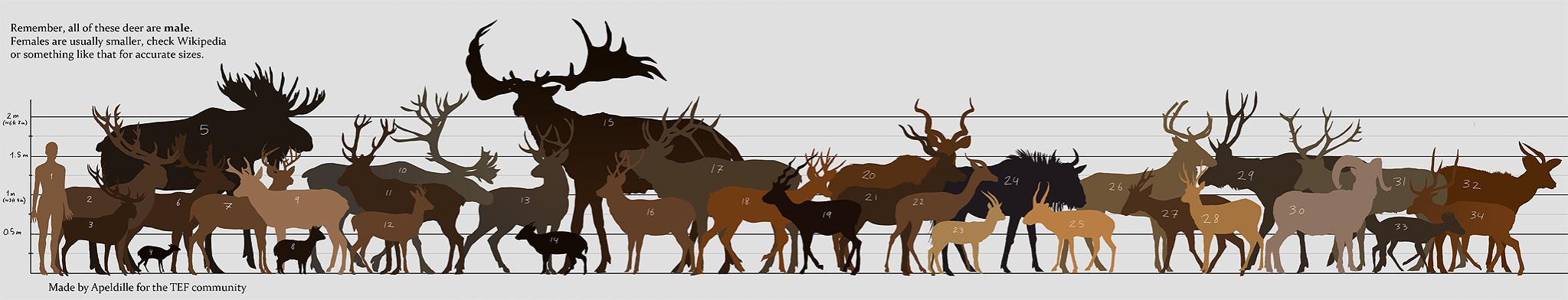 Name:  deer sizes.jpg
Views: 155206
Size:  112.1 KB