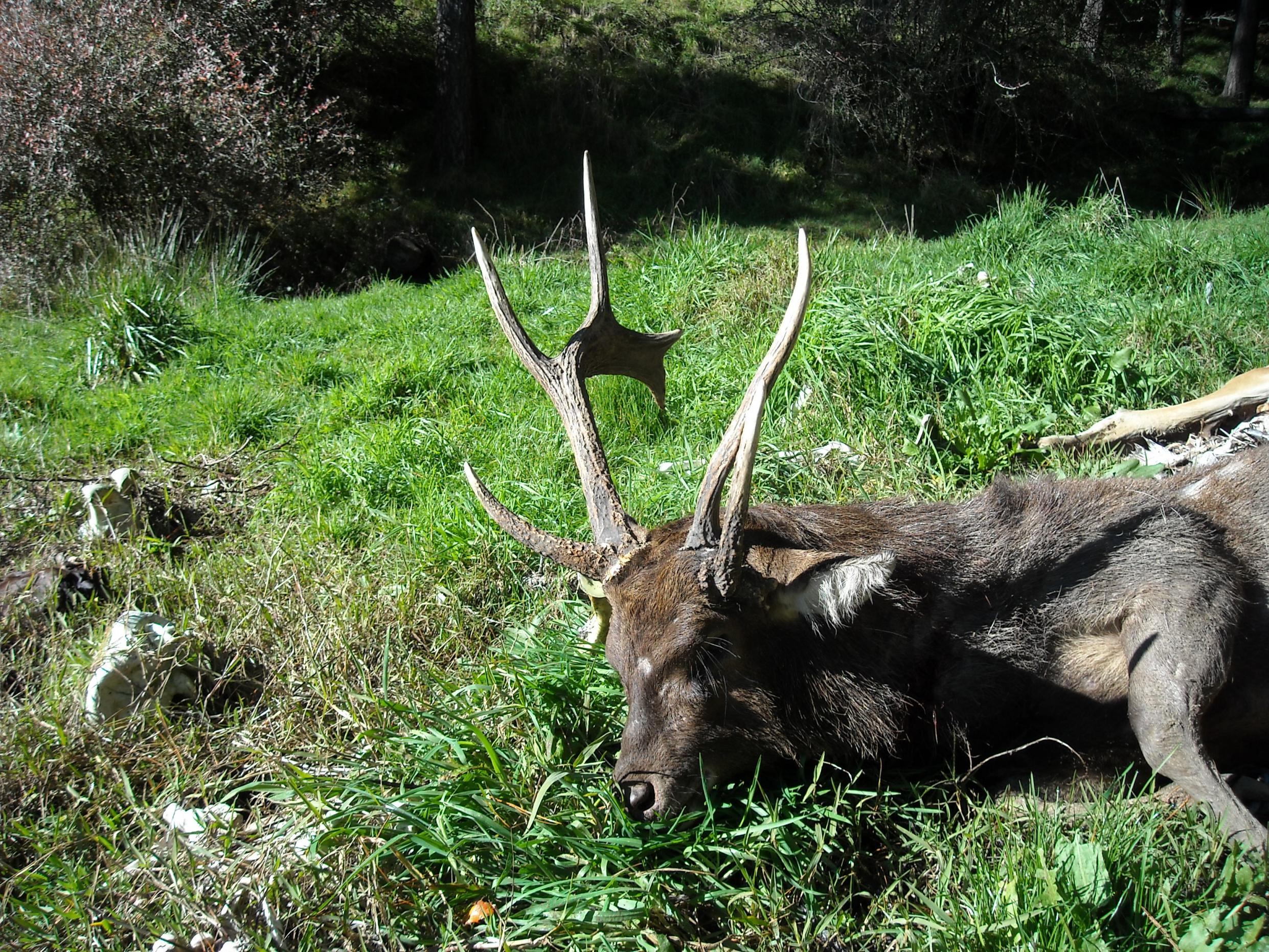 Name:  Rusa Stag Deformed (3).jpg
Views: 916
Size:  1.10 MB