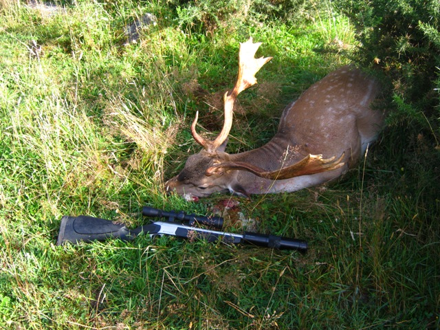 Name:  Fallow Buck 005.JPG
Views: 674
Size:  198.2 KB