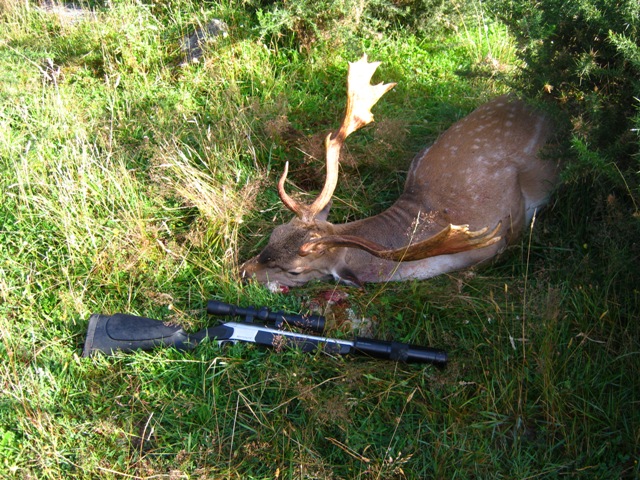 Name:  Fallow Buck 005.JPG
Views: 598
Size:  198.2 KB