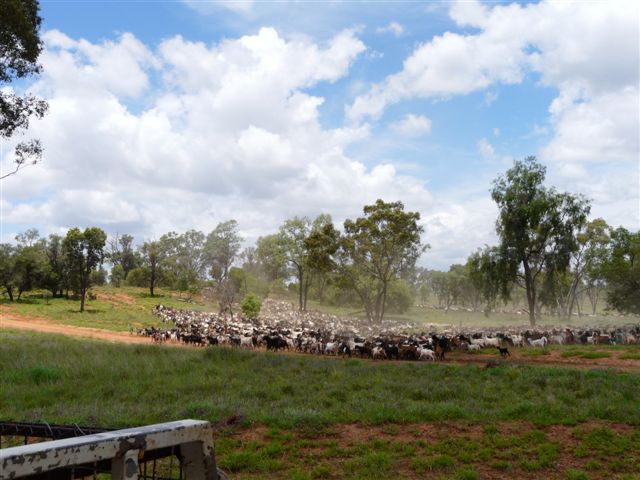 Name:  tomoo -goats 2.JPG
Views: 959
Size:  65.1 KB