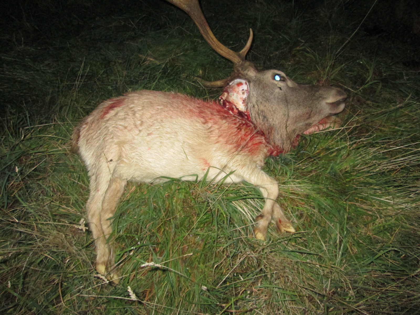 Name:  cross breeding.JPG
Views: 2857
Size:  686.3 KB