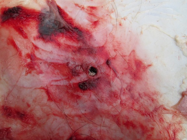 Name:  entry hole.JPG
Views: 1281
Size:  99.4 KB