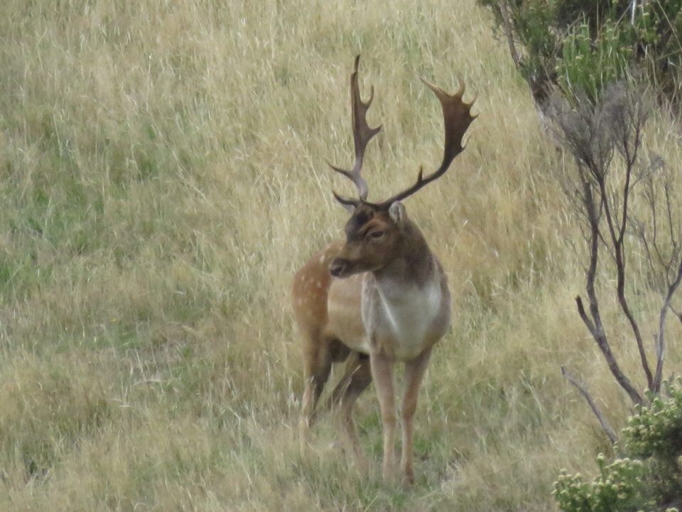 Name:  buck1.jpg
Views: 700
Size:  107.3 KB