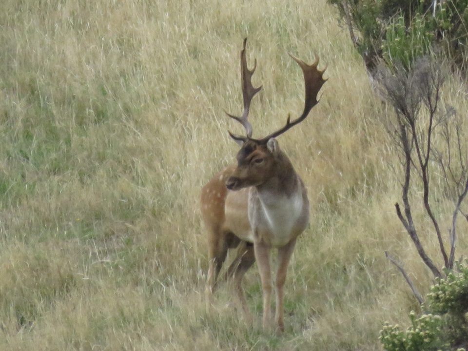 Name:  buck1.jpg
Views: 670
Size:  107.3 KB