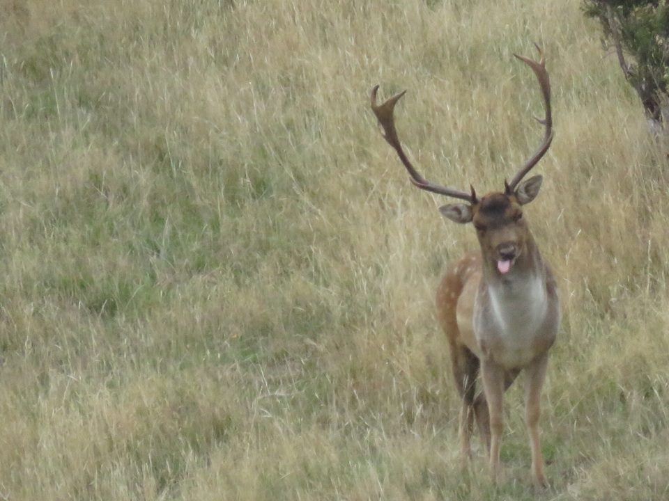 Name:  tongue.jpg
Views: 673
Size:  98.9 KB