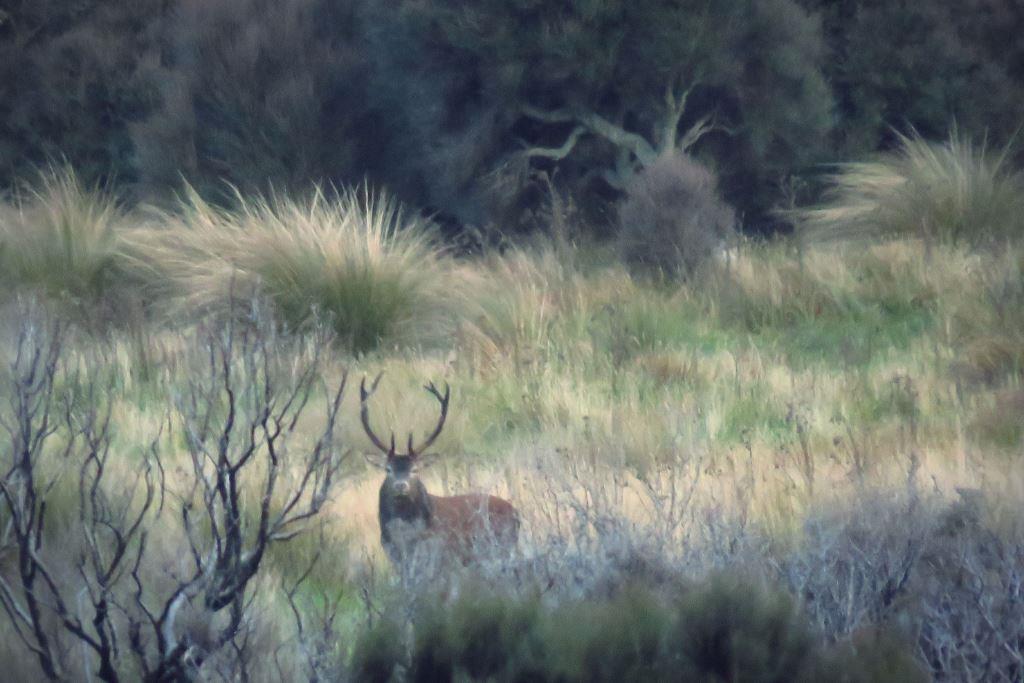 Name:  young stag.jpg
Views: 581
Size:  98.3 KB