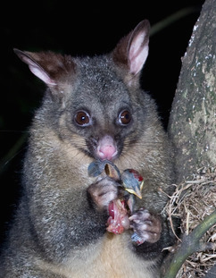 Name:  possums-and-rats-eat-birds-and-eggs 1_zpsryttifpd.jpg
Views: 1304
Size:  46.1 KB