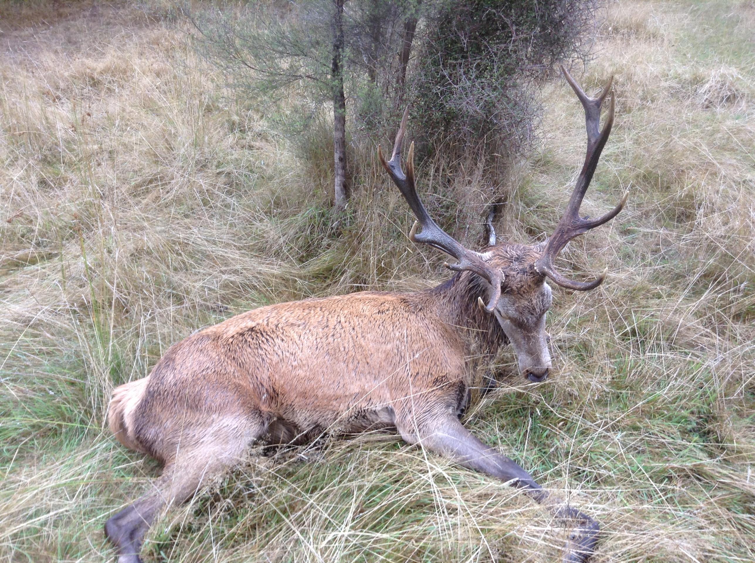 Name:  Kaikoura 1st Roar '15 (1)Red.jpg
Views: 299
Size:  990.6 KB